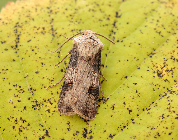 73.325 BF2092 Shuttle-shaped Dart Agrotis puta