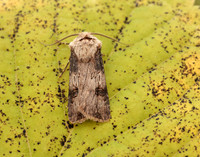 73.325 BF2092 Shuttle-shaped Dart Agrotis puta