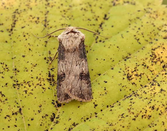 73.325 BF2092 Shuttle-shaped Dart Agrotis puta