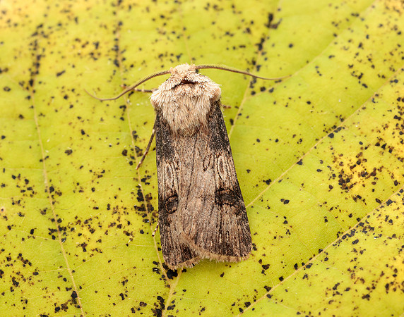 73.325 BF2092 Shuttle-shaped Dart Agrotis puta