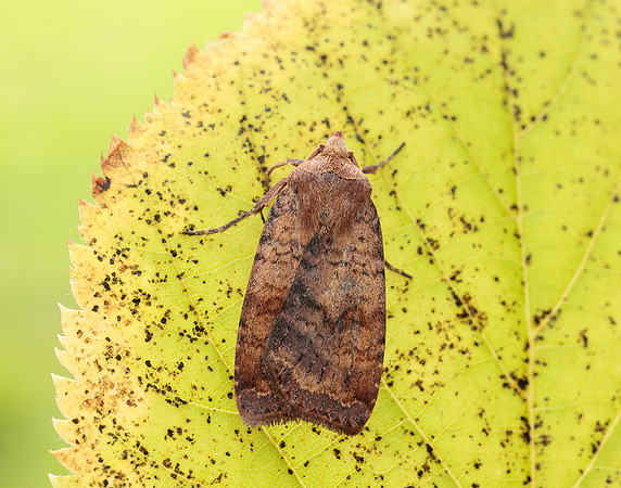 73.331 BF2121 Barred Chestnut Diarsia dahlii