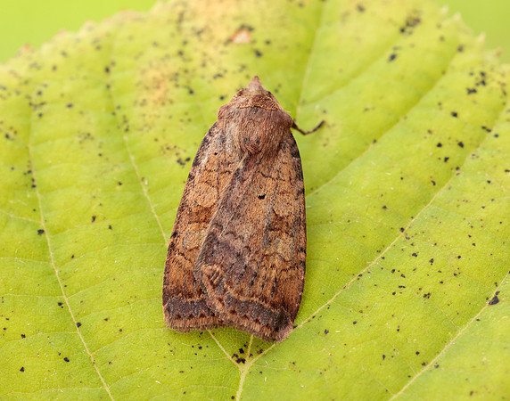 73.331 BF2121 Barred Chestnut Diarsia dahlii