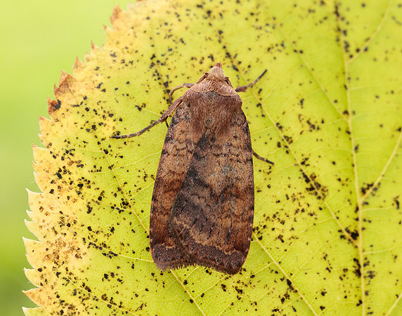73.331 BF2121 Barred Chestnut Diarsia dahlii