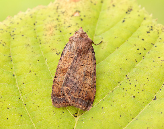 73.331 BF2121 Barred Chestnut Diarsia dahlii