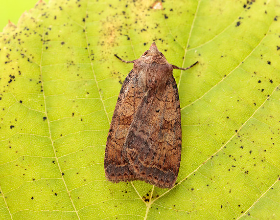 73.331 BF2121 Barred Chestnut Diarsia dahlii