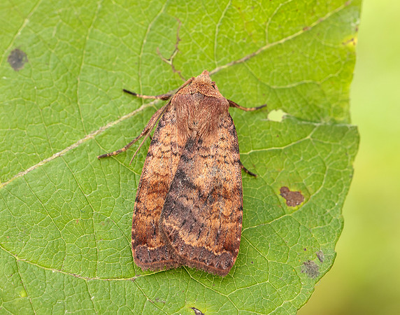 73.331 BF2121 Barred Chestnut Diarsia dahlii