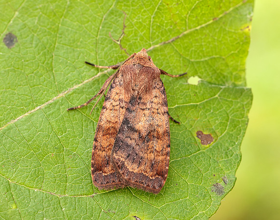 73.331 BF2121 Barred Chestnut Diarsia dahlii