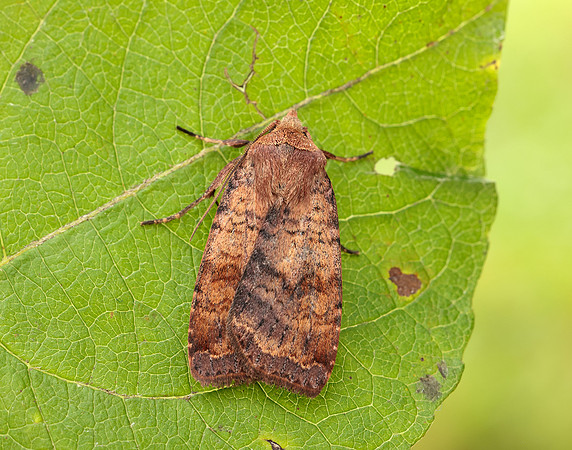 73.331 BF2121 Barred Chestnut Diarsia dahlii