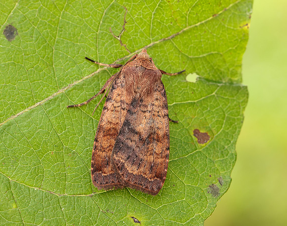 73.331 BF2121 Barred Chestnut Diarsia dahlii