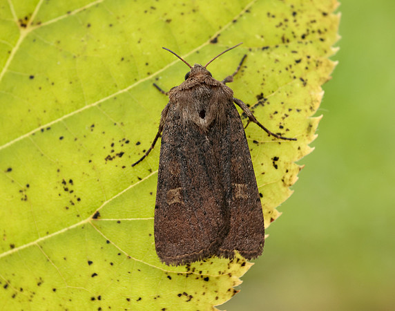 73.357 BF2134 Square-spot Rustic Xestia xanthographa