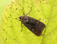 73.357 BF2134 Square-spot Rustic Xestia xanthographa