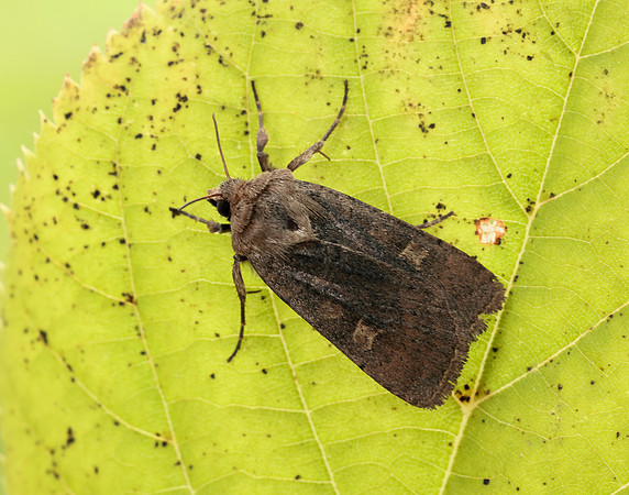 73.357 BF2134 Square-spot Rustic Xestia xanthographa