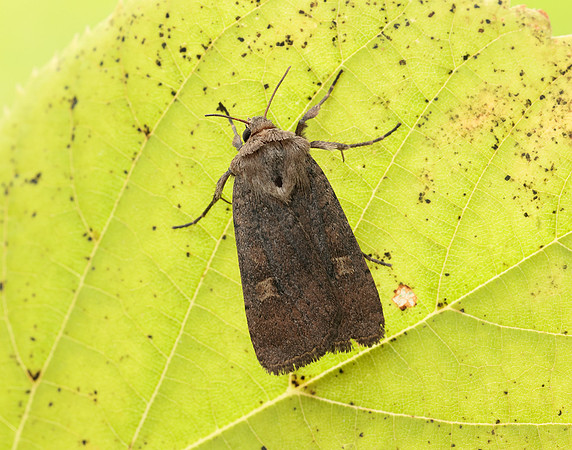 73.357 BF2134 Square-spot Rustic Xestia xanthographa