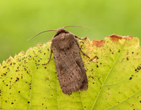 73.357 BF2134 Square-spot Rustic Xestia xanthographa