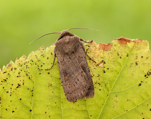 73.357 BF2134 Square-spot Rustic Xestia xanthographa