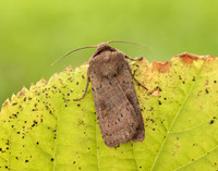 73.357 BF2134 Square-spot Rustic Xestia xanthographa