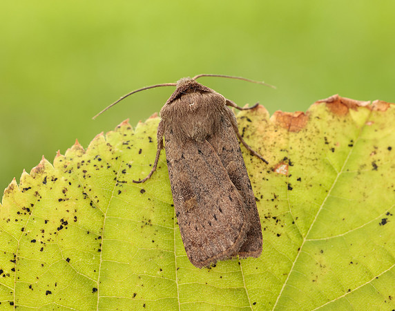 73.357 BF2134 Square-spot Rustic Xestia xanthographa