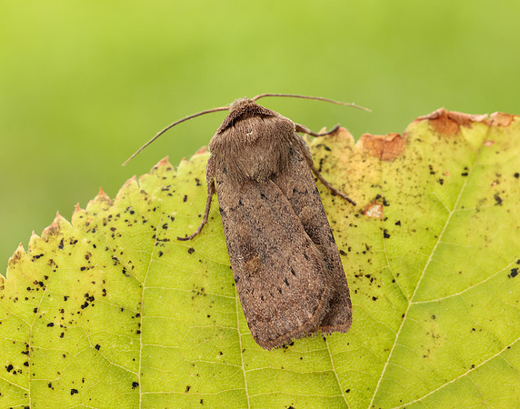 73.357 BF2134 Square-spot Rustic Xestia xanthographa
