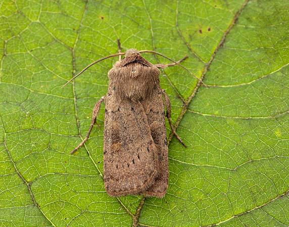 73.357 BF2134 Square-spot Rustic Xestia xanthographa