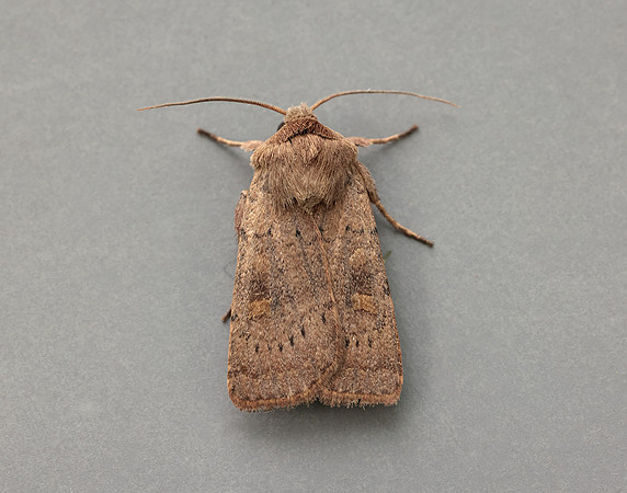 73.357 BF2134 Square-spot Rustic Xestia xanthographa