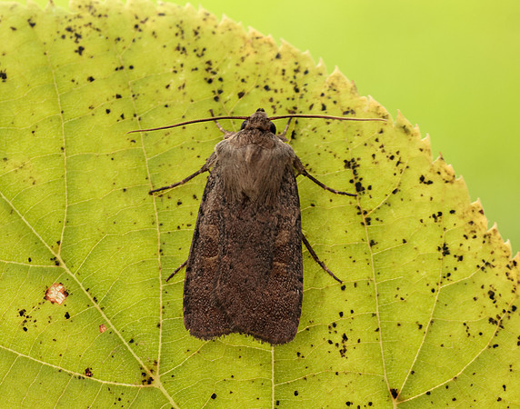 73.357 BF2134 Square-spot Rustic Xestia xanthographa