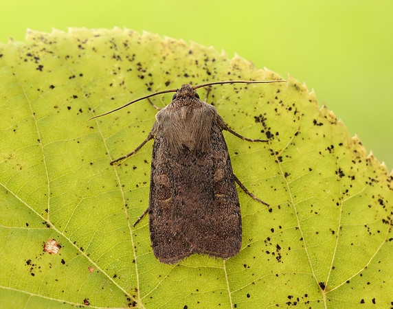 73.357 BF2134 Square-spot Rustic Xestia xanthographa