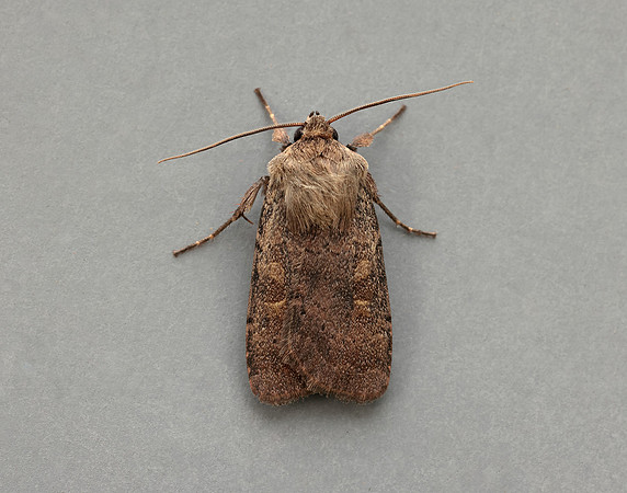 73.357 BF2134 Square-spot Rustic Xestia xanthographa