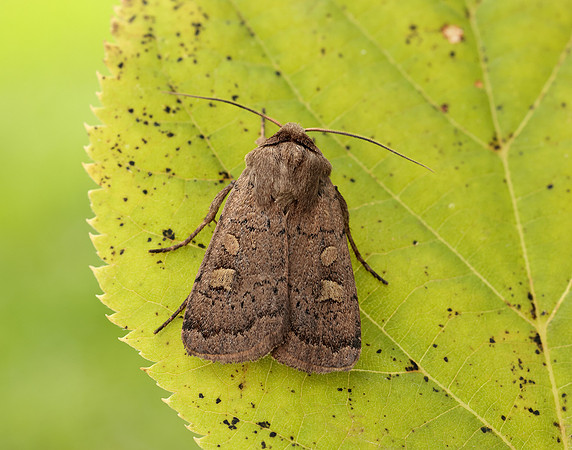 73.357 BF2134 Square-spot Rustic Xestia xanthographa