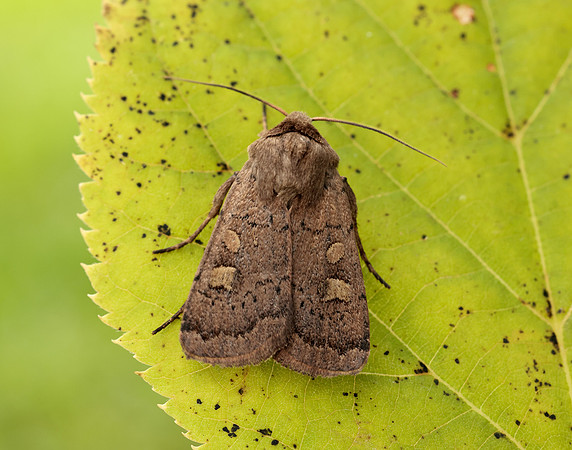 73.357 BF2134 Square-spot Rustic Xestia xanthographa