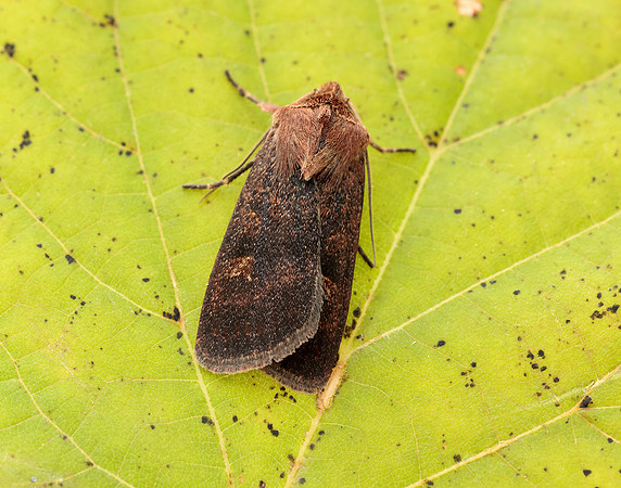 73.357 BF2134 Square-spot Rustic Xestia xanthographa