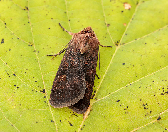 73.357 BF2134 Square-spot Rustic Xestia xanthographa