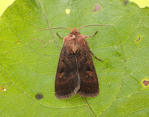73.357 BF2134 Square-spot Rustic Xestia xanthographa