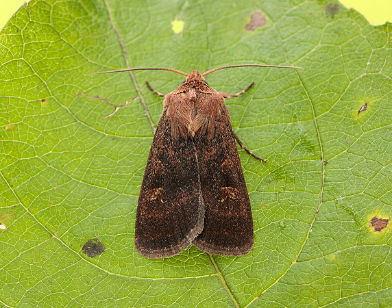 73.357 BF2134 Square-spot Rustic Xestia xanthographa