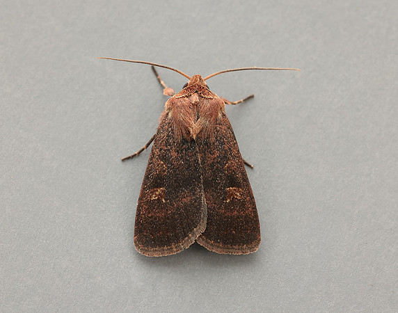 73.357 BF2134 Square-spot Rustic Xestia xanthographa