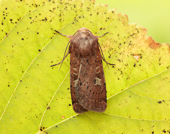 73.357 BF2134 Square-spot Rustic Xestia xanthographa