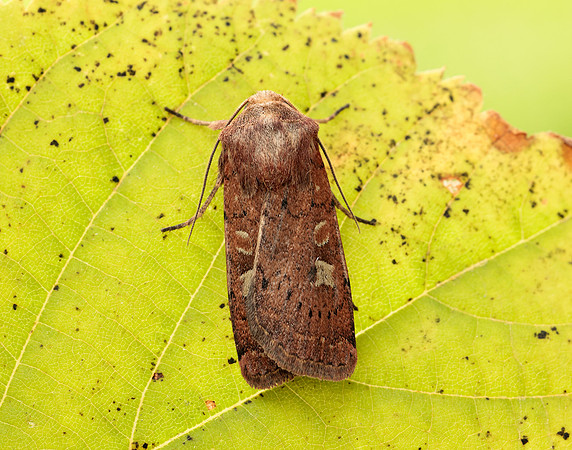 73.357 BF2134 Square-spot Rustic Xestia xanthographa