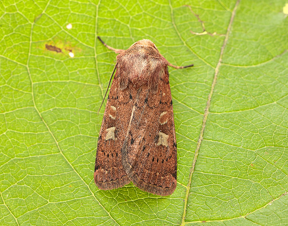 73.357 BF2134 Square-spot Rustic Xestia xanthographa