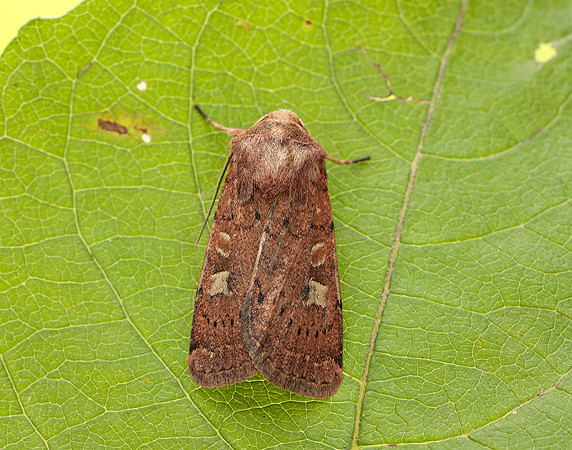73.357 BF2134 Square-spot Rustic Xestia xanthographa