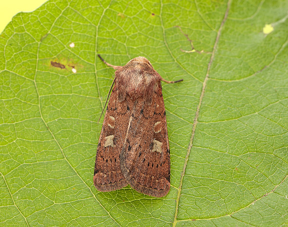 73.357 BF2134 Square-spot Rustic Xestia xanthographa