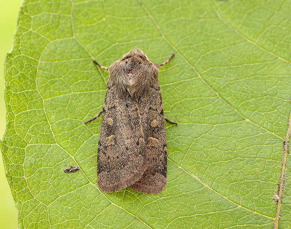 73.357 BF2134 Square-spot Rustic Xestia xanthographa