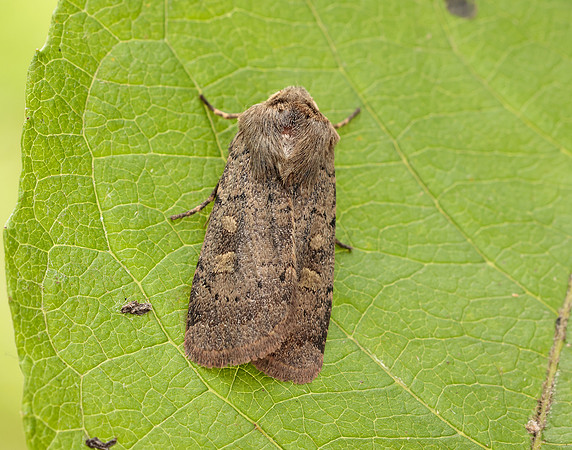 73.357 BF2134 Square-spot Rustic Xestia xanthographa
