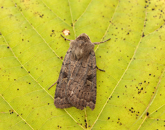 73.357 BF2134 Square-spot Rustic Xestia xanthographa
