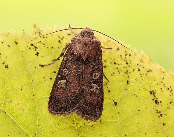 73.357 BF2134 Square-spot Rustic Xestia xanthographa