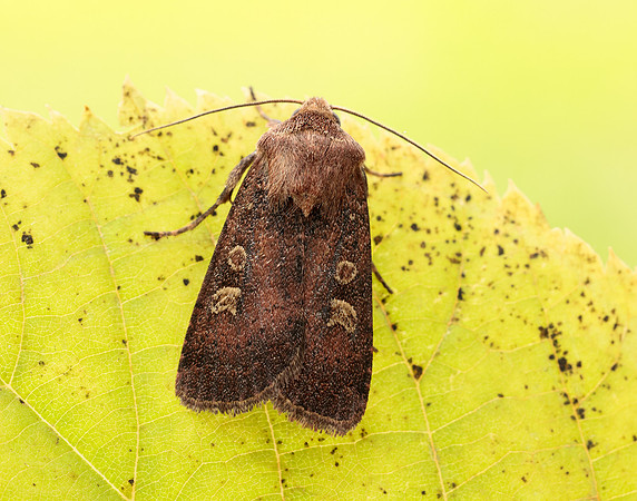 73.357 BF2134 Square-spot Rustic Xestia xanthographa