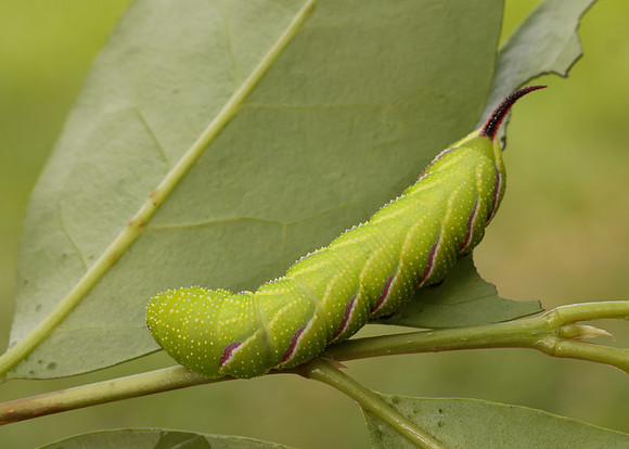 69.006 BF1976 Privet Hawk-moth Sphinx ligustri