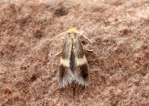 4.045 BF50 Stigmella aurella