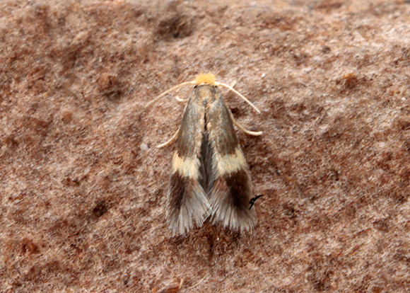 4.045 BF50 Stigmella aurella