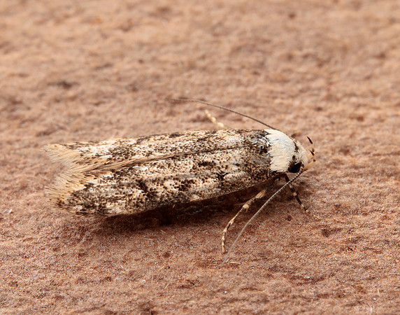 28.009 BF648 White-shouldered House-moth Endrosis sarcitrella