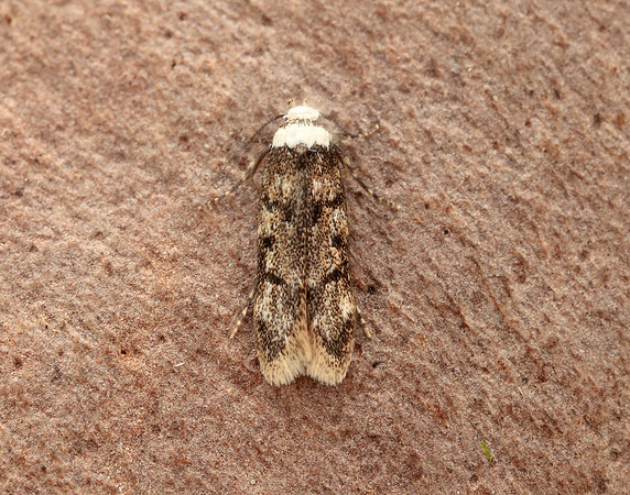 28.009 BF648 White-shouldered House-moth Endrosis sarcitrella
