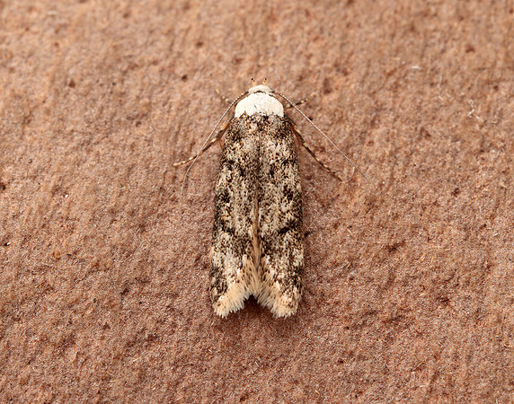 28.009 BF648 White-shouldered House-moth Endrosis sarcitrella